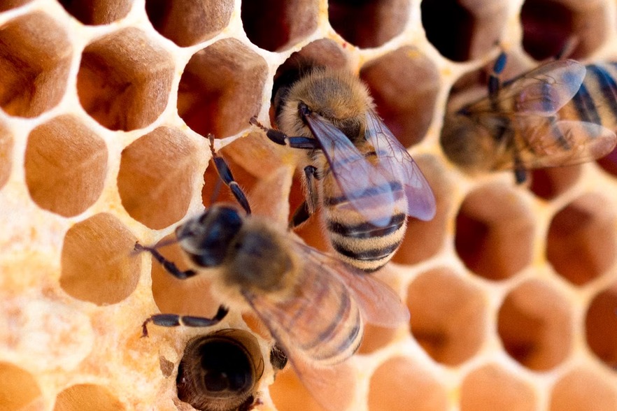 The microservices architecture is like a beehive